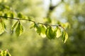 Light green beech leafs close-up Royalty Free Stock Photo